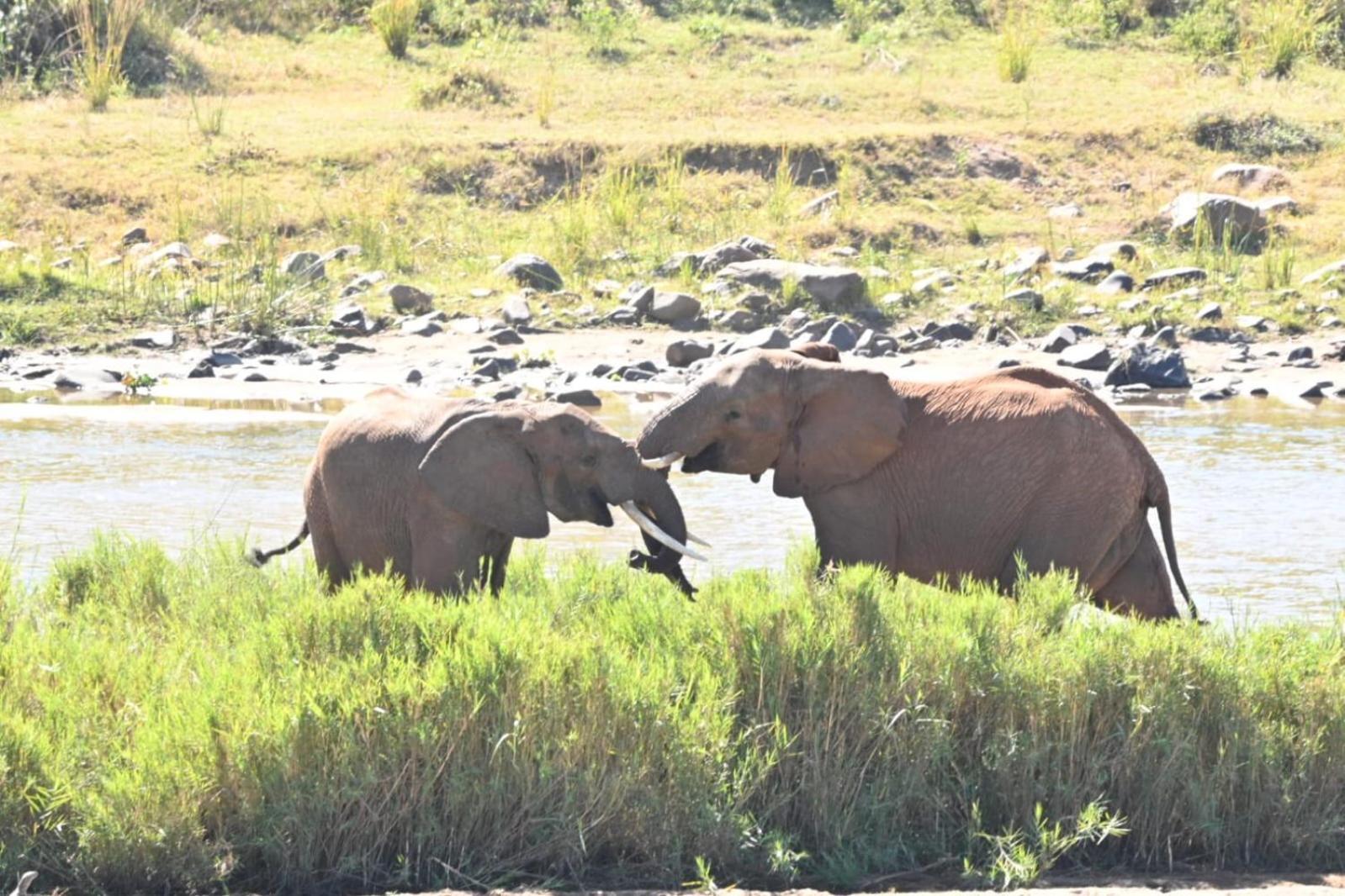 Buckler'S Africa Lodge Kruger Park 코마티푸르트 외부 사진