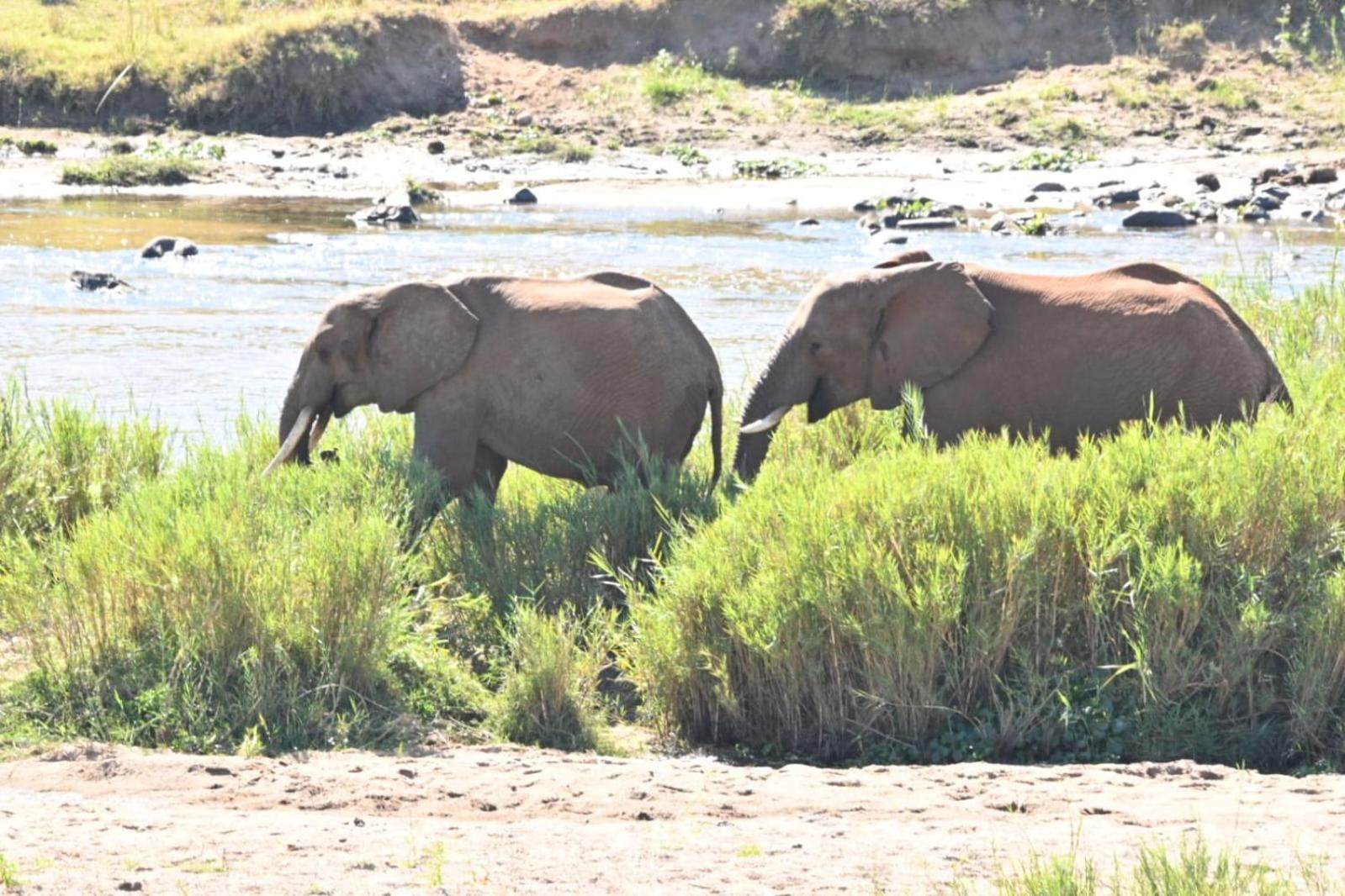 Buckler'S Africa Lodge Kruger Park 코마티푸르트 외부 사진